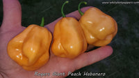 Roger's Habanero Giant Peach - Pepper Seeds - White Hot Peppers
